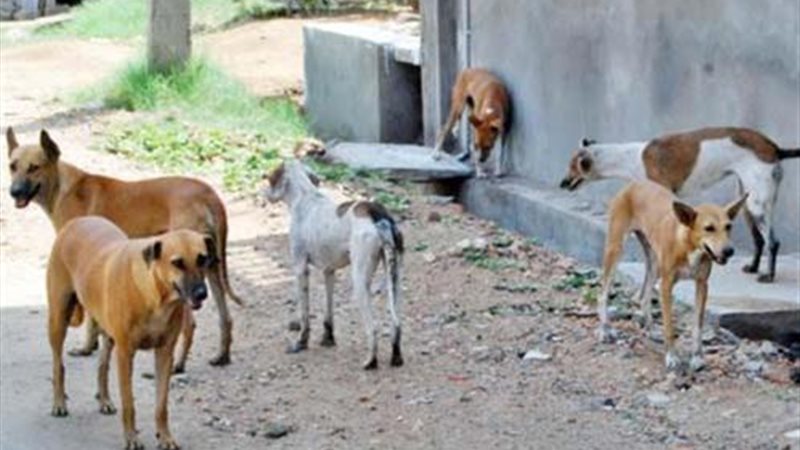 الكلاب الضالة 